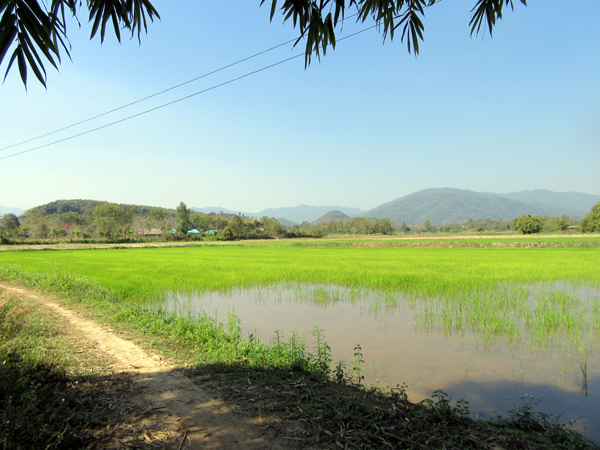 chiangrai.landscape1