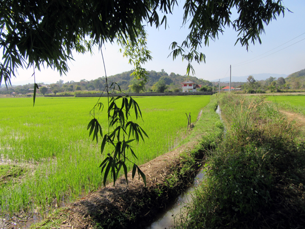 chiangrai.landscape2