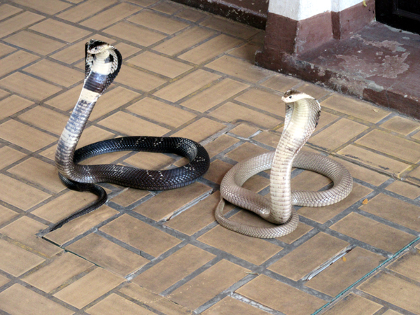 snakes.bangkok