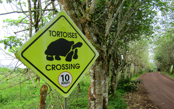 tortoises crossing
